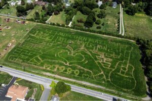 Taylor Swift corn maze