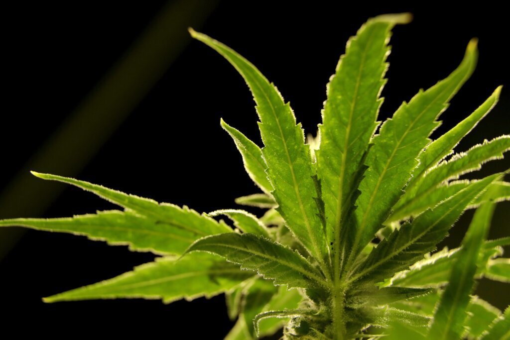 Cannabis Public Health