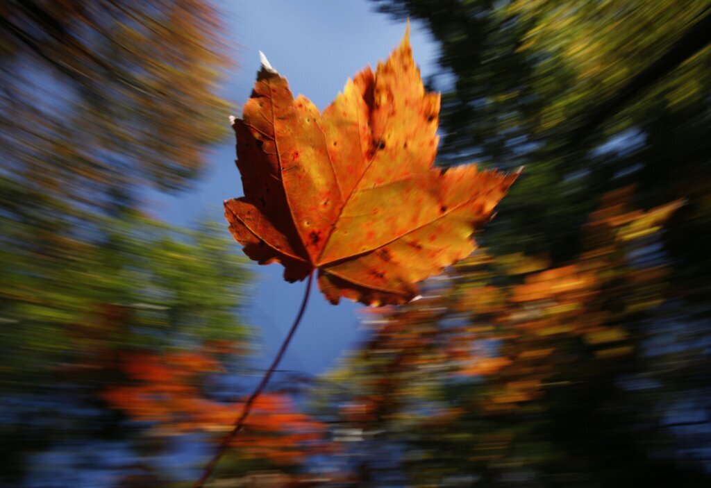 Fall Foliage Preview