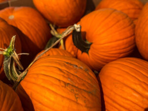 Basic pumpkin pile