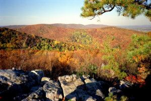 Autumnal foliage