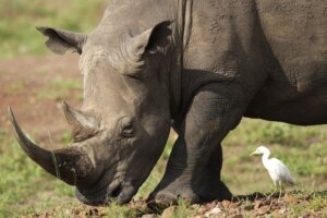 Kenya World Rhino Day