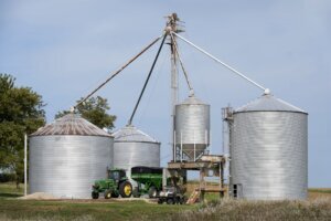 Short Corn