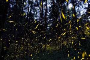Mexico Fireflies