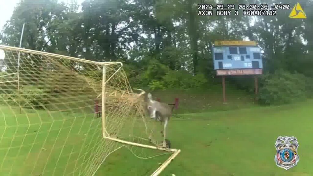 Deer stuck on soccer net