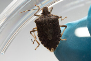 A brown marmorated stink bug.