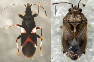 Dulles bugs