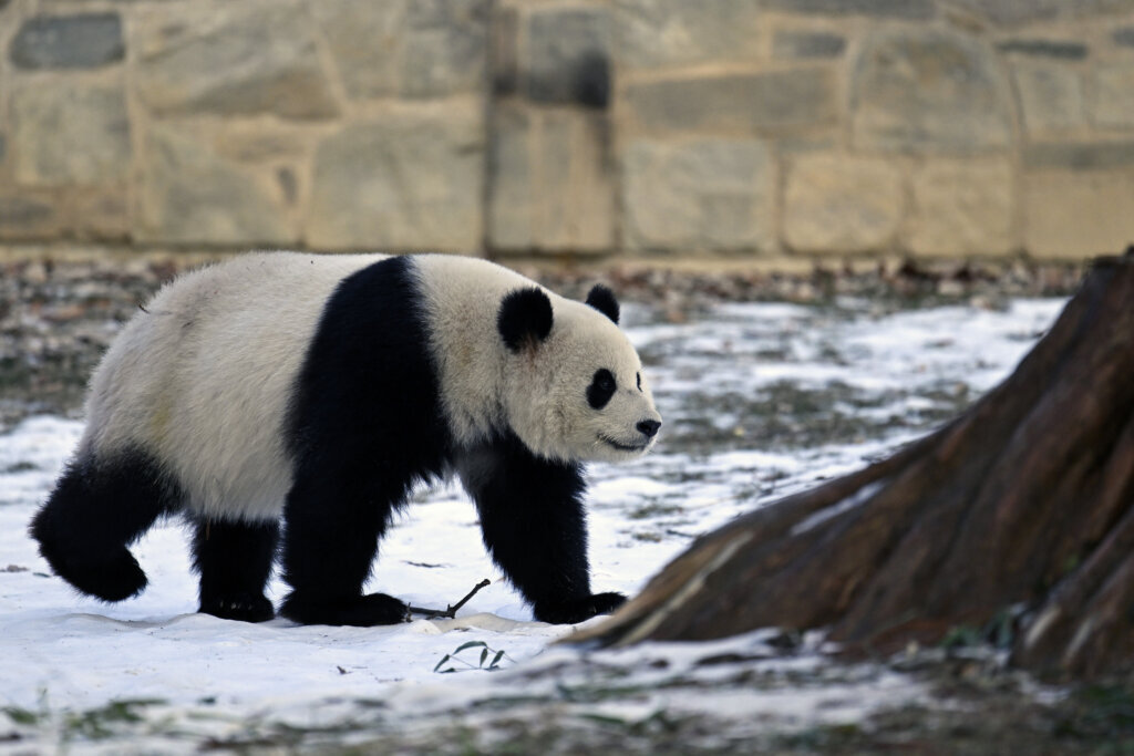 National Zoo Pandas