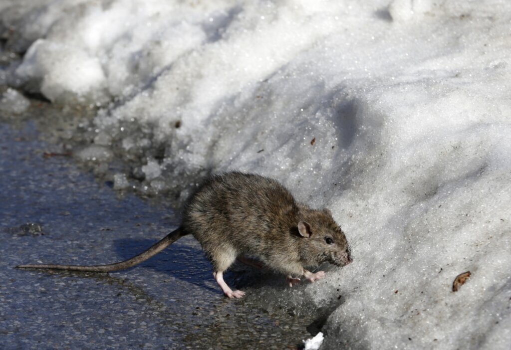 Climate Rats