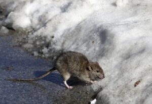 Climate Rats