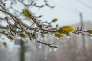 Icicles hanging on the branches with flower buds from the cold freezing rain