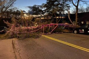 Downed trees