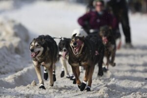 APTOPIX Iditarod Sled Dog Race