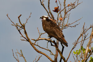 Osprey