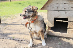 A dog is chained to a wooden structure