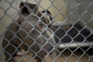 Shelter Dog Influencer