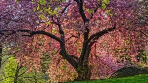 How cherry blossoms arrived to the U.S.