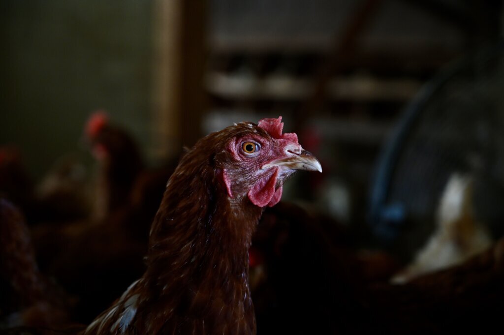 Chicken