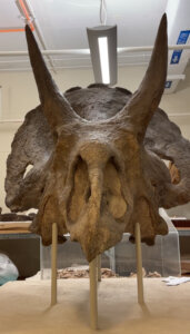Fossil