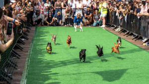 Running of the Chihuahuas at The Wharf