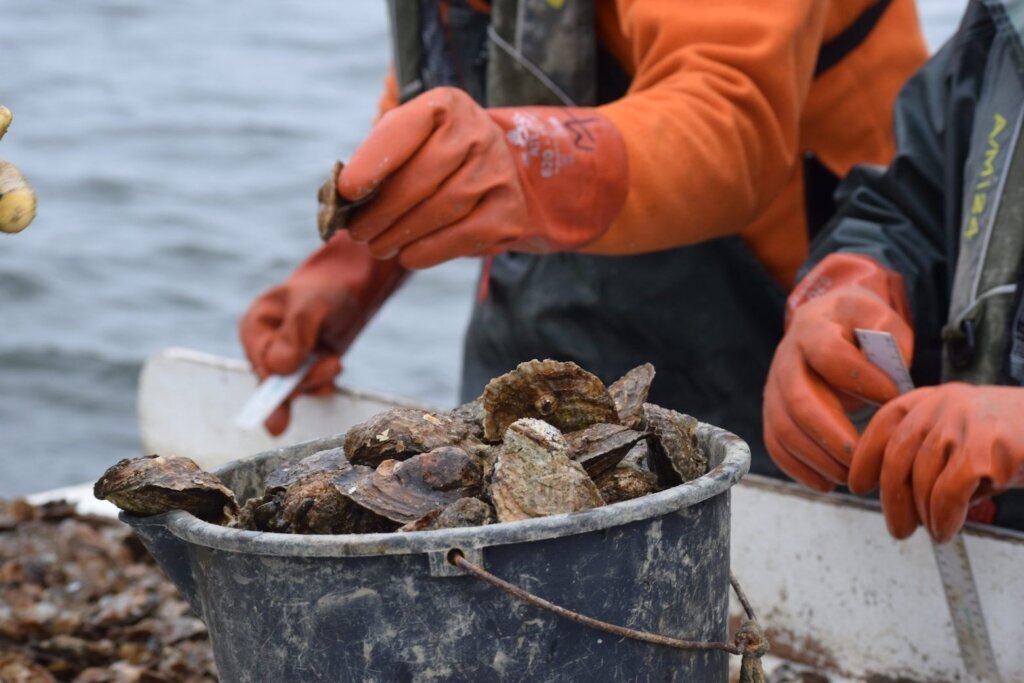 Fall oyster survey scaled