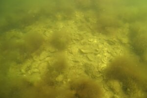 Oysters underwater in reef