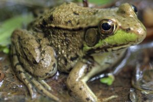 Green frog