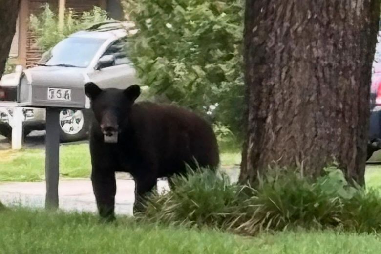 Black bear