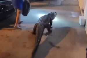 Alligator (1)