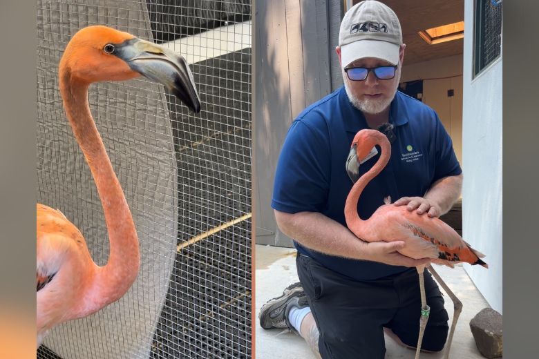Composite of flamingo (left) and staff holding a flamingo (right)