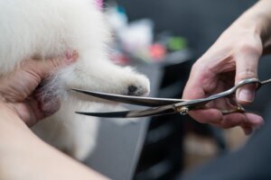 A woman cuts the hair on the paw of a Spitz. Spitz dog in a grooming salon.