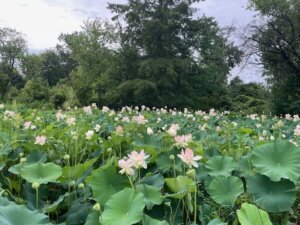 Kenilworth Park & Aquatic Gardens