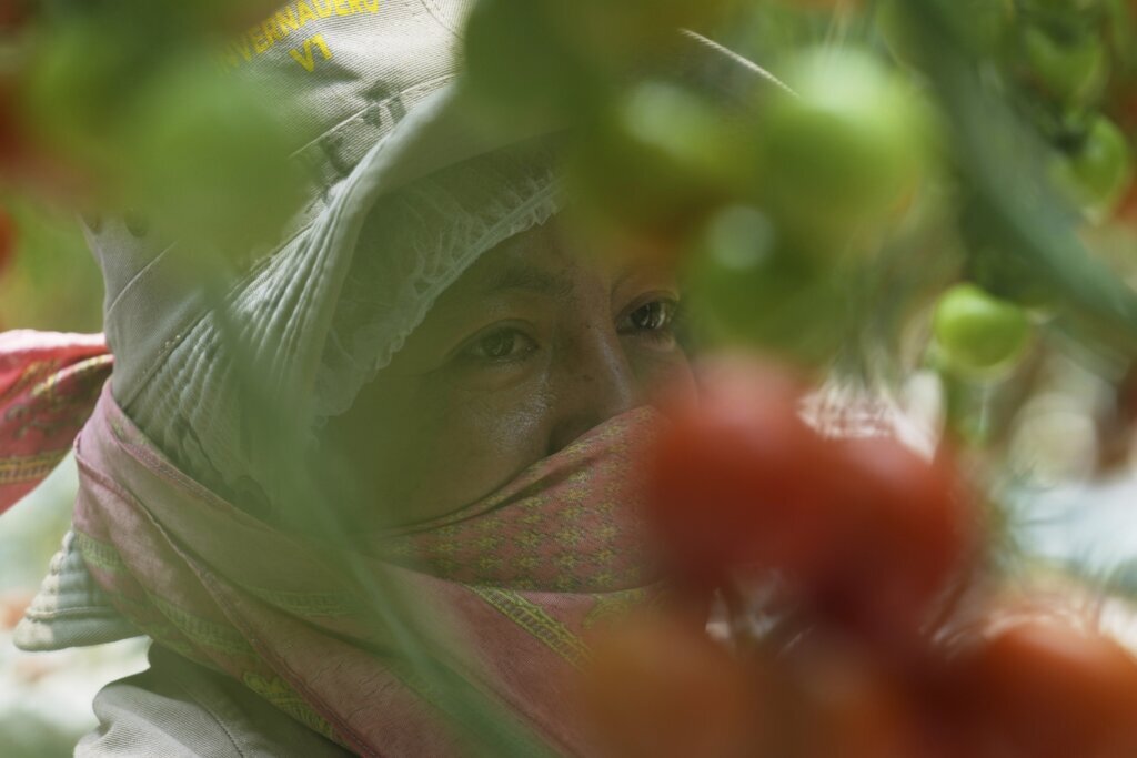 Mexico Tomatoes