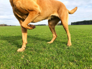 A limping pet dog with one leg raised off the floor in pain