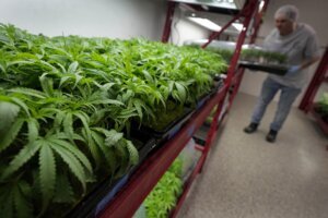 US Marijuana Laws What To Know?