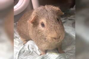 Brownie featured