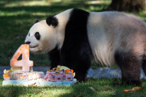 Giant panda Qing Bao's 4th birthday