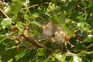 Fall Webworm Moth (Hyphantria cunea) Web Guelph, Ontario 2020 07 29 (01)