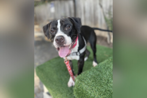 Pet of the Week: Giovanni