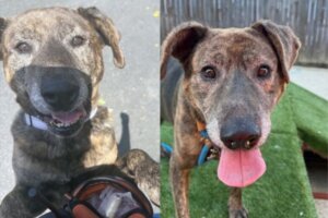 Side by side photo of Bishop the dog