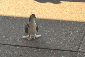 Rare Lahore pigeon