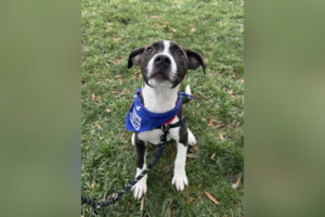 Pet of the Week: Fred