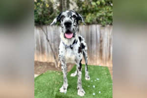 Pet of the Week: Suddenly Seymour