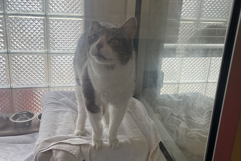 Leroy Pet of the Week