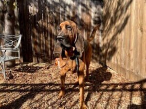 Milo