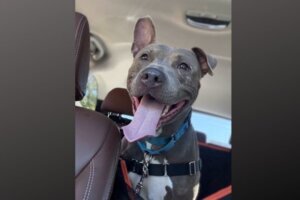 Pet of the week athena