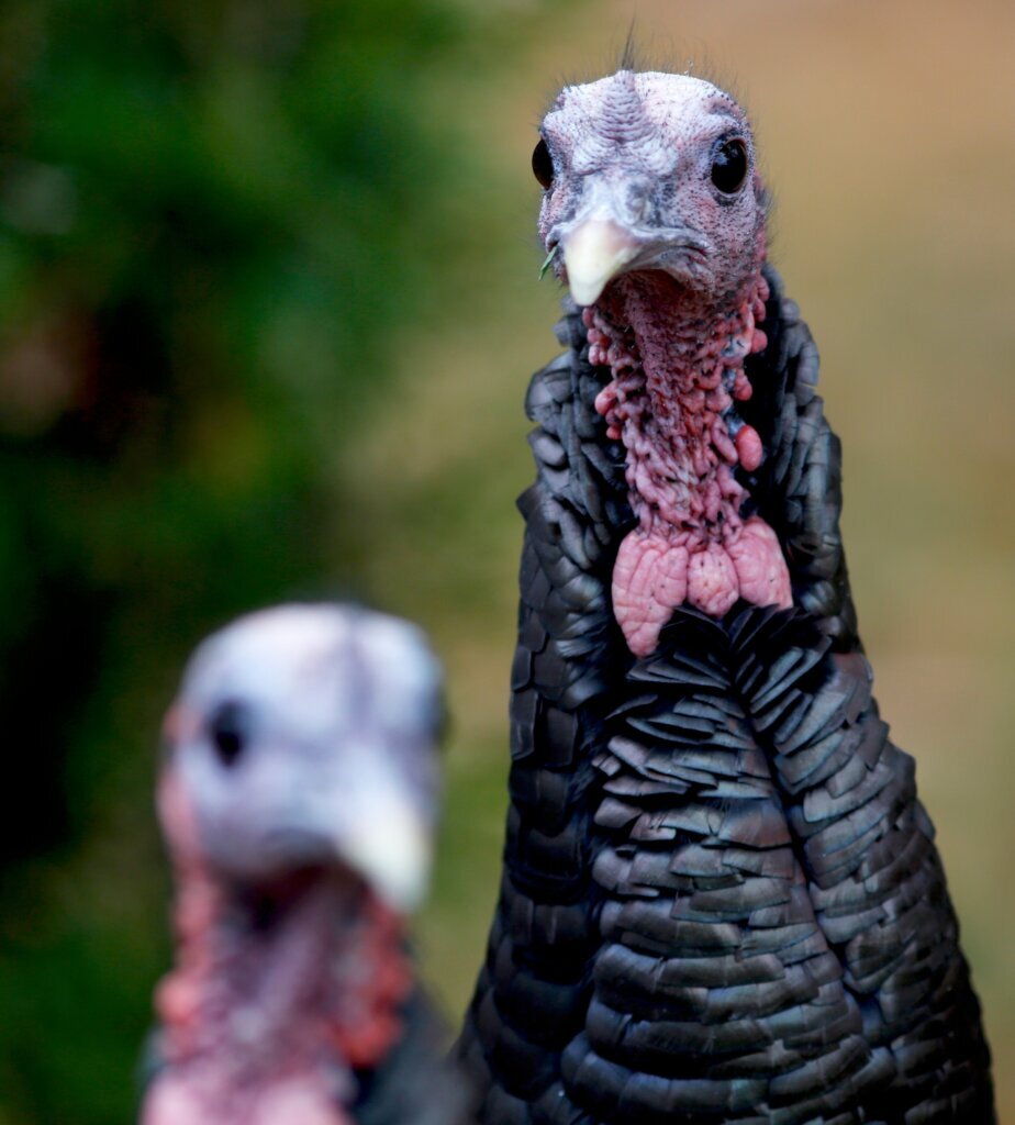 Turkey Trading