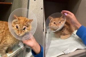 Side by side photos of a cat wearing a transparent cone.