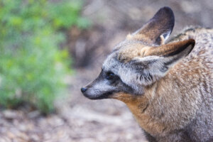 Bat Eared Fox Ziggy