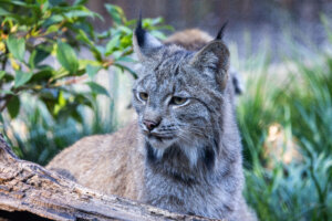 Canadian Lynx Yukon